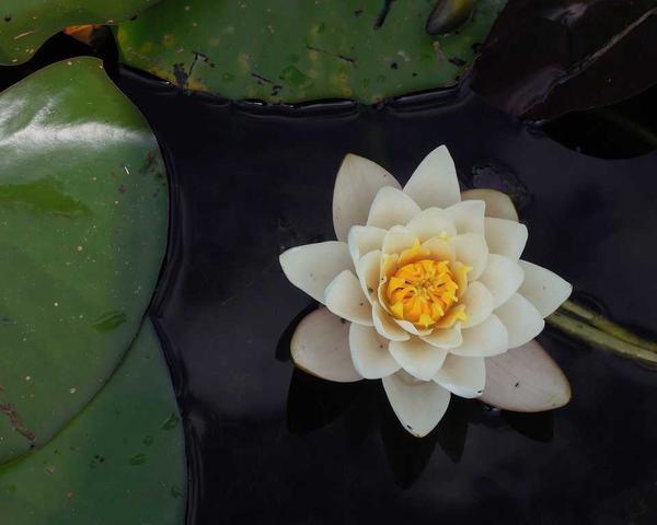 苔园中的一片枫叶